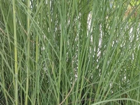 Miscanthus sin. 'Gracillimus