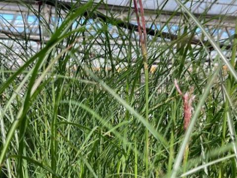 Miscanthus sin. 'Kleine Silberspinne'