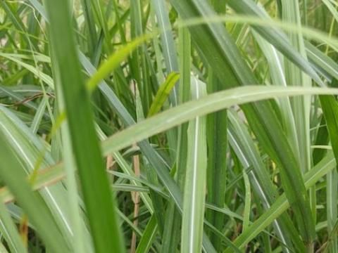 Miscanthus sin. 'Poseidon'