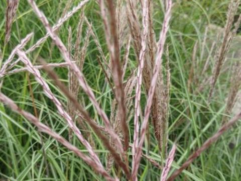 Miscanthus sin. 'Red Chief'