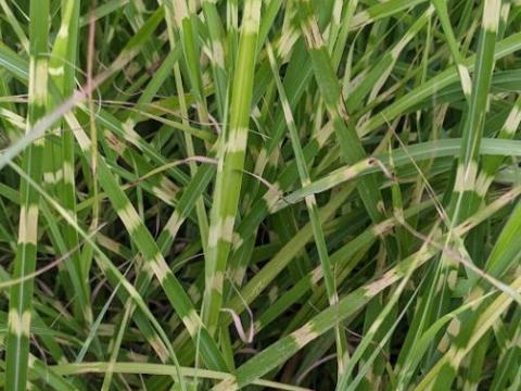 Miscanthus sin. 'Strictus'