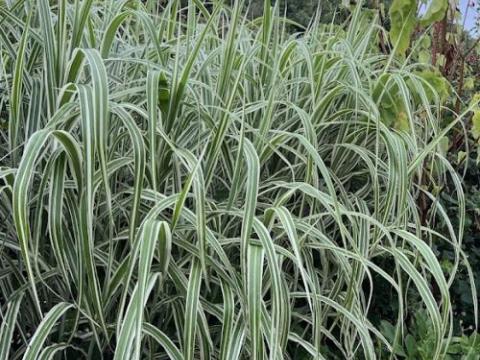 Miscanthus sin. 'Variegatus'