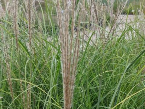 Miscanthus sin. 'Yaku Jima '