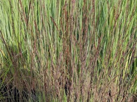 Molinia arundinacea 'Black Arrow'