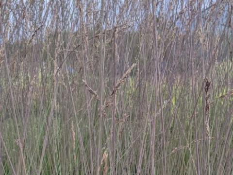 Molinia caerulea 'Edith Dudzuss'