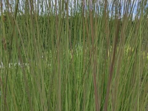 Molinia caerulea 'Heidebraut'