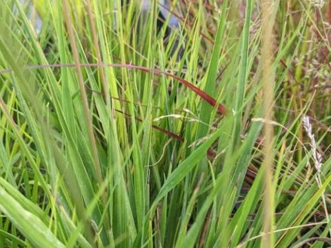 Molinia caerulea 'Heidezwerg'