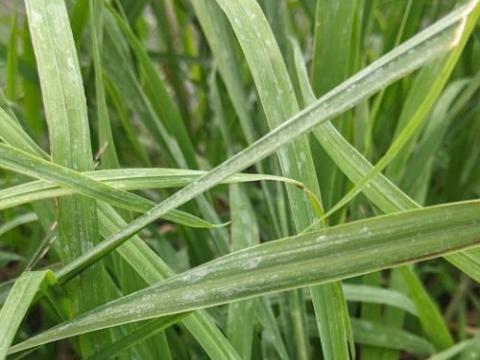 Molinia arundinacea 'Karl Foerster'