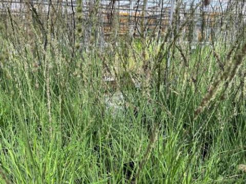 Molinia caerulea 'Moorhexe'
