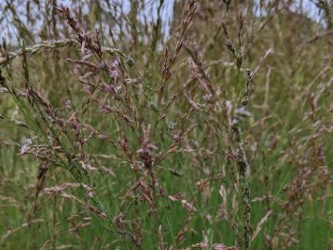 Molinia caerulea 'Poul Petersen'