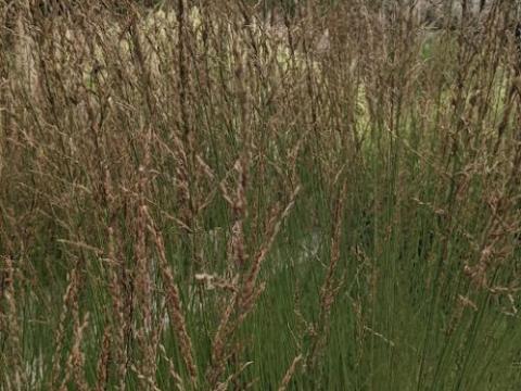 Molinia caerulea 'Strahlenquelle'