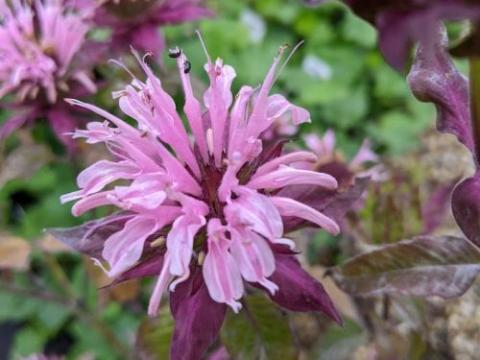 Monarda 'Beauty of Cobham'