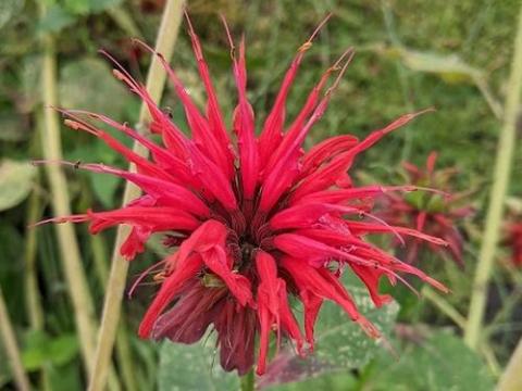 Monarda 'Cambridge Scarlet'