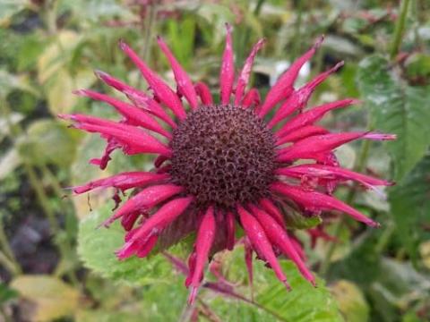 Monarda 'Fireball'