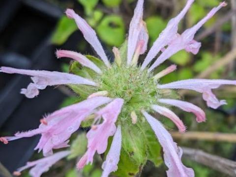 Monarda 'Fishes'