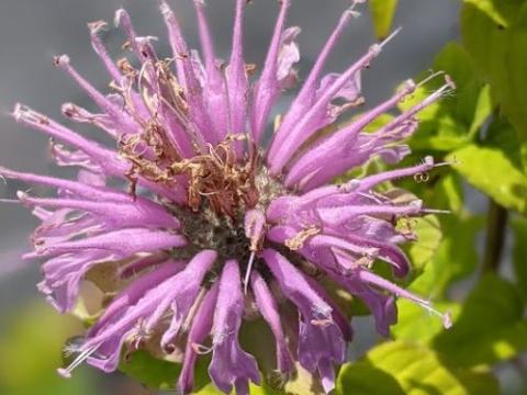 Monarda fistulosa
