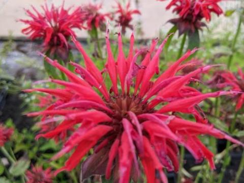 Monarda 'Gardenview Scarlet'
