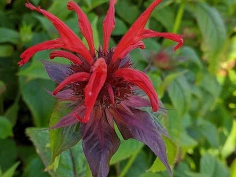 Monarda 'Jacob Cline'