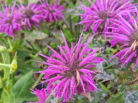 Monarda 'Prärienacht'
