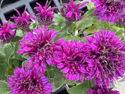 Monarda 'Purple Lace' ®