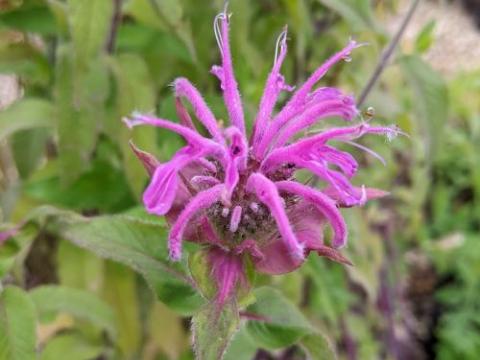 Monarda 'Violet Queen'