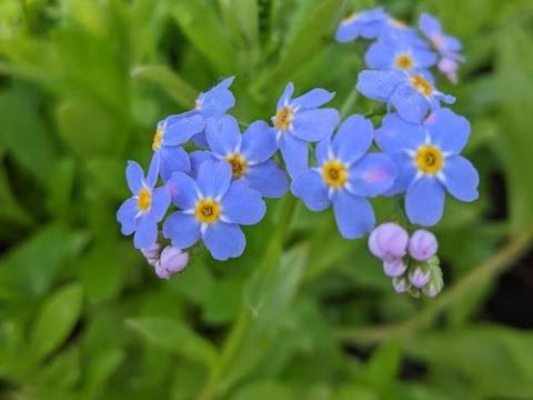 Myosotis palustris (scorpioides)