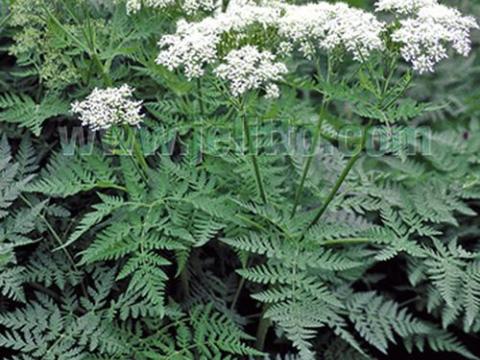 Myrrhis odorata roomse kervel