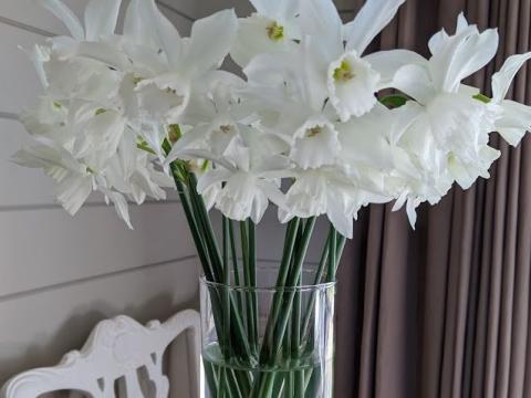 Narcissus 'Thalia' ( triandrus)