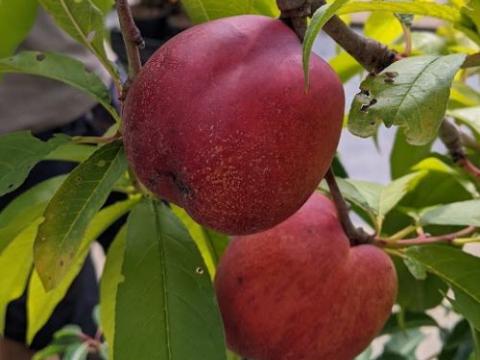 NECTARINE Prunus per.- nuc. 'Flateryna'