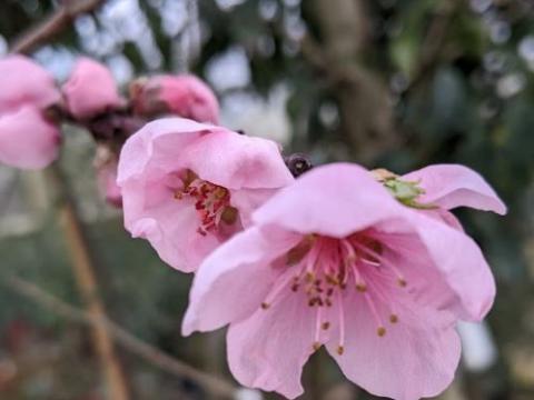 NECTARINE Prunus per.- nuc.'Madame Blanchet'