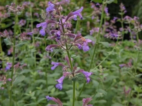 Nepeta grandiflora 'Bramdean'