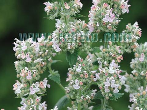 Nepeta cataria 'Citriodora'