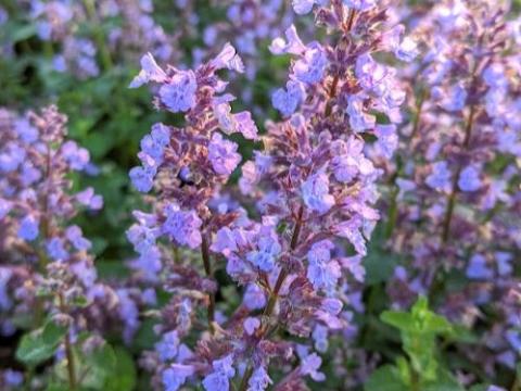 Nepeta 'Cat's Pajamas' PBR