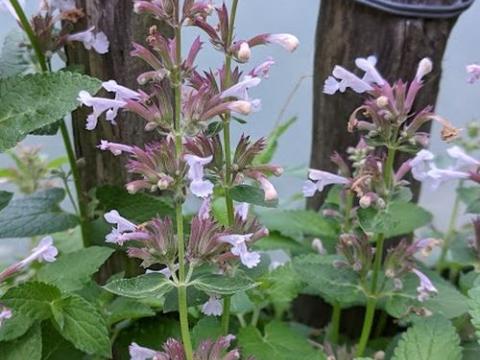 Nepeta grandiflora 'Dawn to Dusk'