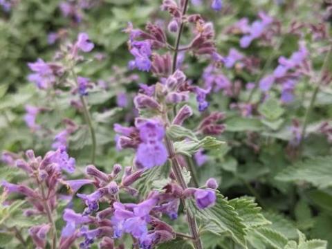 Nepeta 'Dropmore'