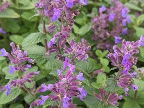 Nepeta racemosa 'Grog'