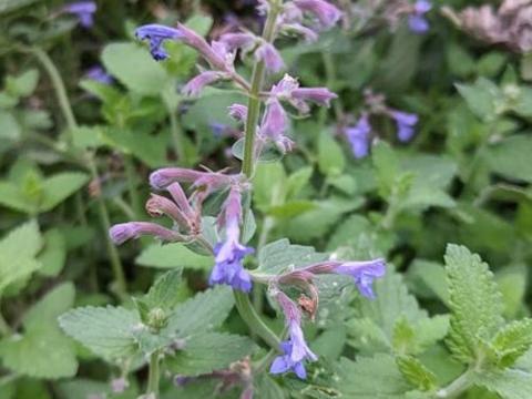 Nepeta 'Kit Cat'