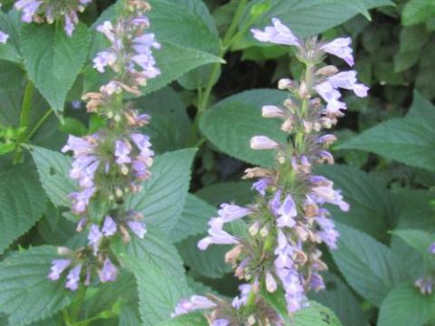 Nepeta kubanica
