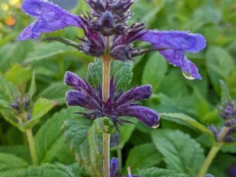 Nepeta kub. 'Neptune' (='Bokratune'PBR)