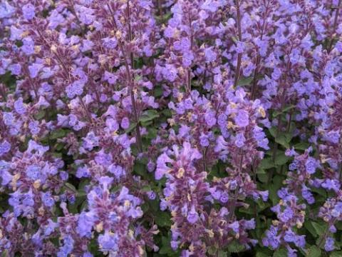 Nepeta faassenii 'Purrsian Blue' PBR