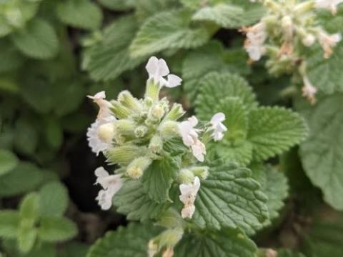 Nepeta racemosa 'Alba'