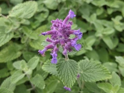 Nepeta racemosa 'Felix'