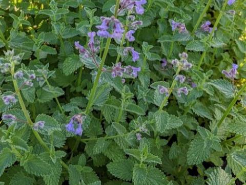 Nepeta 'Six Hills Giant'