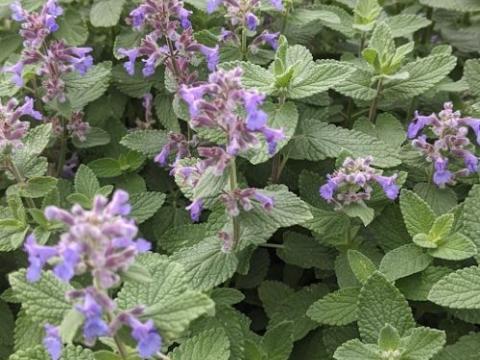Nepeta grandiflora 'Summer Magic' PBR