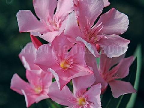 Nerium oleander 'Pink'