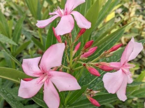 Nerium oleander 'Virginie'
