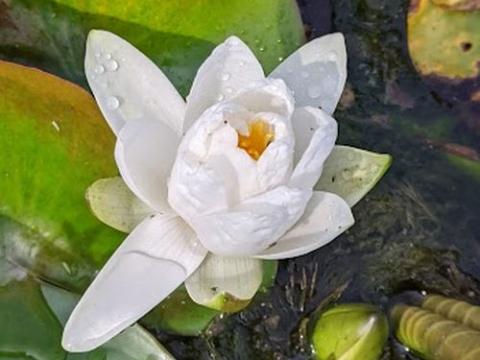 Nymphaea 'Alba'