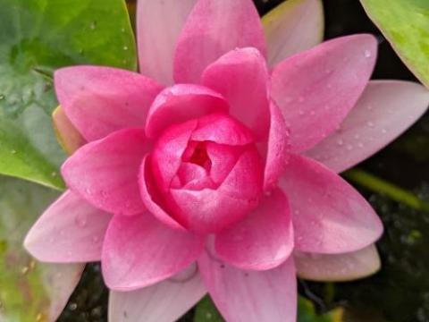Nymphaea 'Attraction'