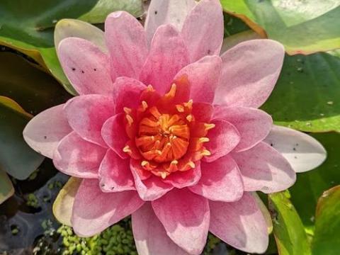 Nymphaea 'Marliacea Carnea'