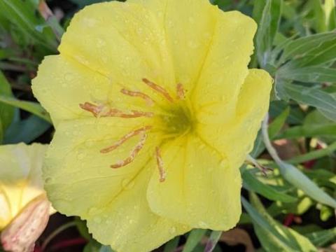 Oenothera macrocarpa (O. missouriensis)